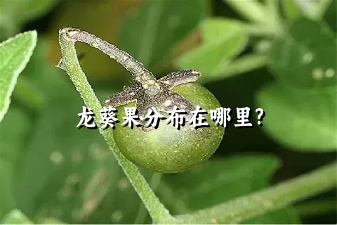 龙葵果分布在哪里?