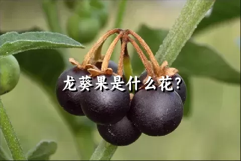 龙葵果是什么花？