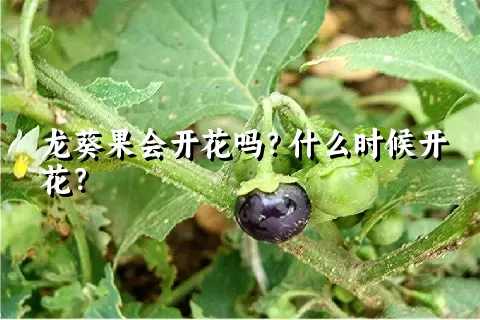 龙葵果会开花吗？什么时候开花？