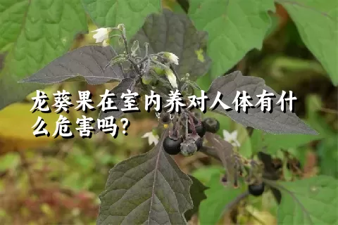 龙葵果在室内养对人体有什么危害吗？