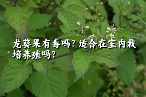 龙葵果有毒吗？适合在室内栽培养殖吗？