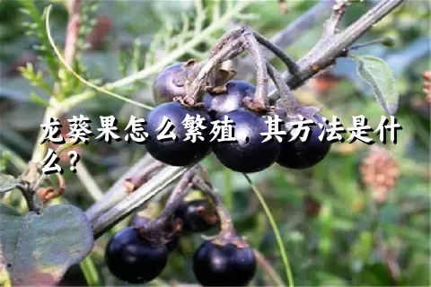 龙葵果怎么繁殖，其方法是什么？