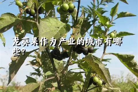 龙葵果作为产业的城市有哪些？