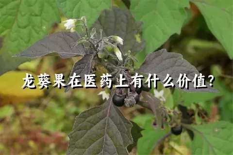 龙葵果在医药上有什么价值？