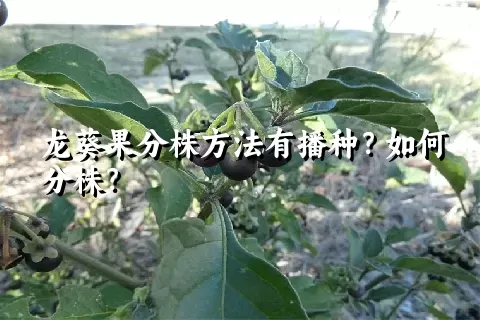 龙葵果分株方法有播种？如何分株？
