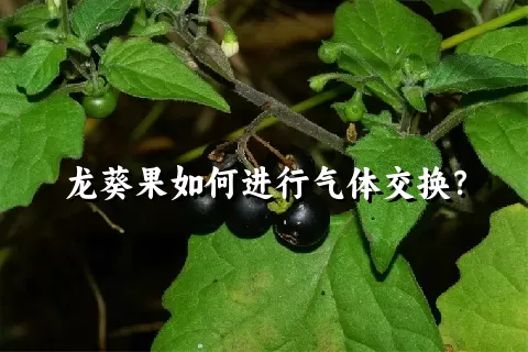 龙葵果如何进行气体交换？