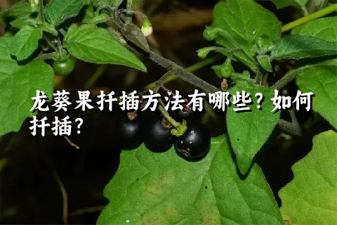 龙葵果扦插方法有哪些？如何扦插？
