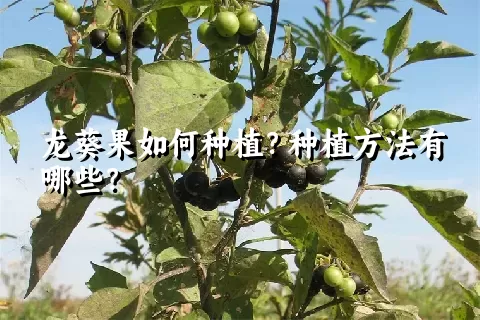 龙葵果如何种植？种植方法有哪些？