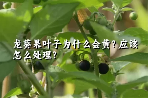 龙葵果叶子为什么会黄？应该怎么处理？