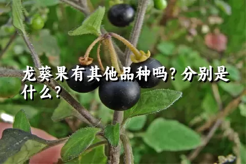 龙葵果有其他品种吗？分别是什么？
