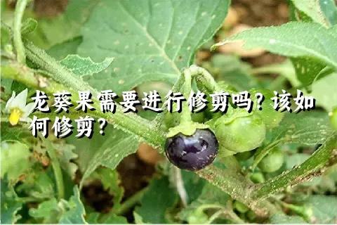 龙葵果需要进行修剪吗？该如何修剪？