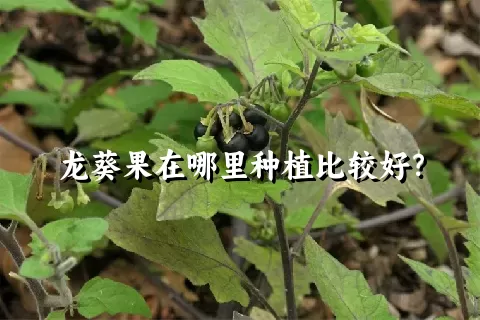龙葵果在哪里种植比较好？