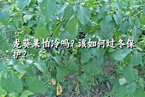龙葵果怕冷吗？该如何过冬保护？