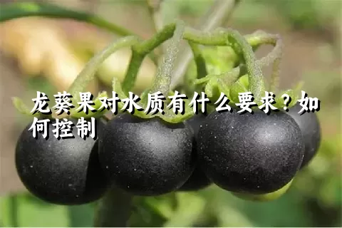 龙葵果对水质有什么要求？如何控制