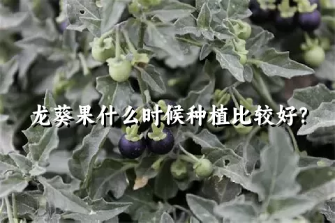 龙葵果什么时候种植比较好？