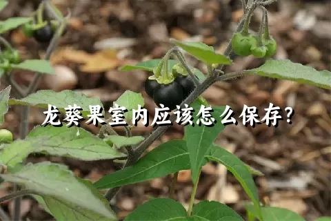 龙葵果室内应该怎么保存？