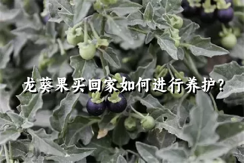 龙葵果买回家如何进行养护？