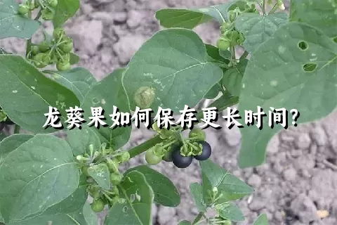 龙葵果如何保存更长时间？