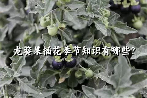 龙葵果插花季节知识有哪些？