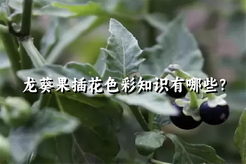 龙葵果插花色彩知识有哪些？