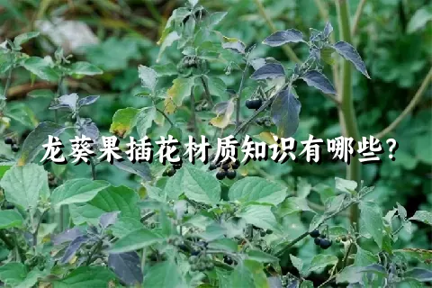 龙葵果插花材质知识有哪些？