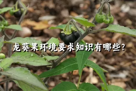 龙葵果环境要求知识有哪些？