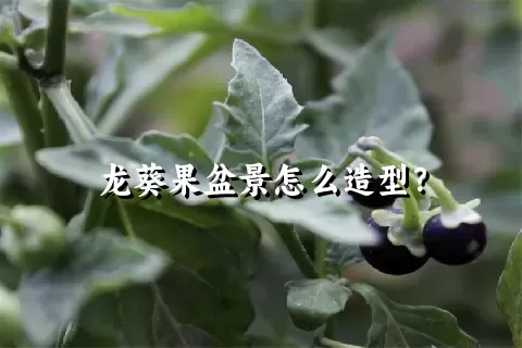 龙葵果盆景怎么造型？