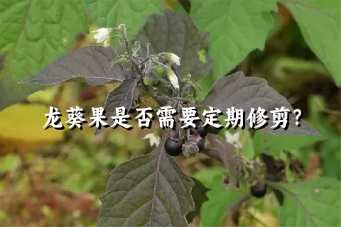 龙葵果是否需要定期修剪？
