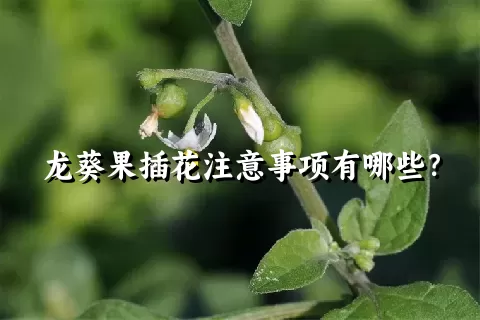 龙葵果插花注意事项有哪些？