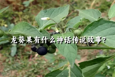 龙葵果有什么神话传说故事？