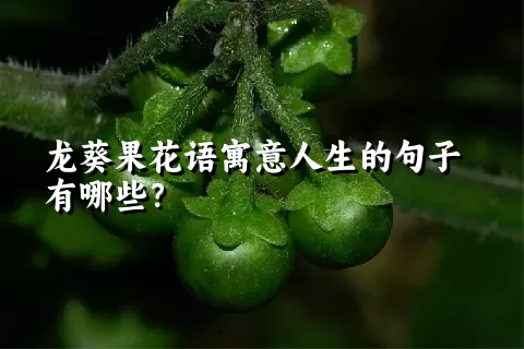 龙葵果花语寓意人生的句子有哪些？
