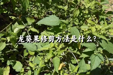 龙葵果修剪方法是什么？