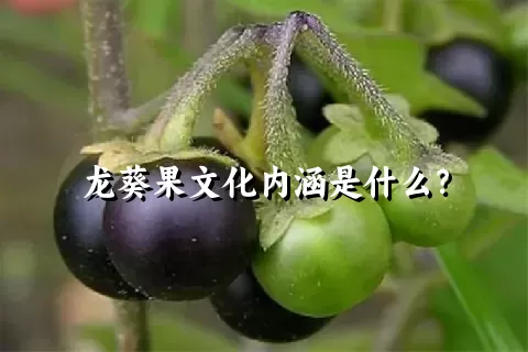龙葵果文化内涵是什么？