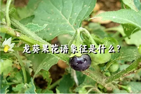 龙葵果花语象征是什么？