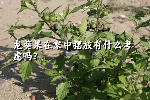 龙葵果在家中摆放有什么考虑吗？