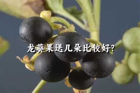龙葵果送几朵比较好？