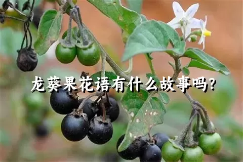 龙葵果花语有什么故事吗？