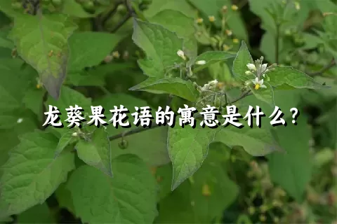 龙葵果花语的寓意是什么？