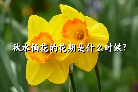 秋水仙花的花期是什么时候?