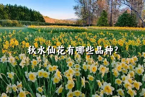 秋水仙花有哪些品种?