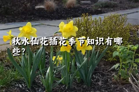 秋水仙花插花季节知识有哪些？
