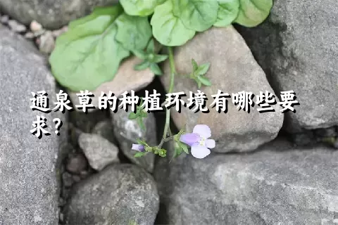 通泉草的种植环境有哪些要求？