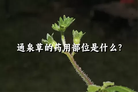 通泉草的药用部位是什么？