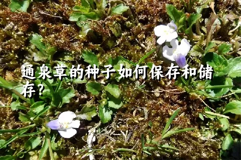 通泉草的种子如何保存和储存？