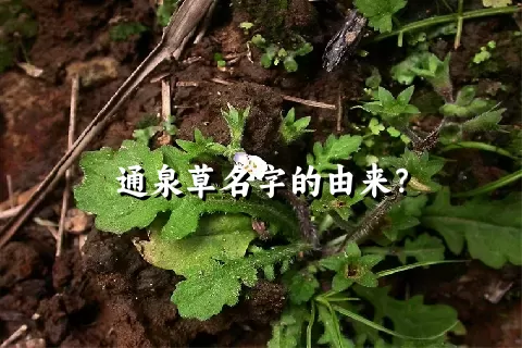通泉草名字的由来？