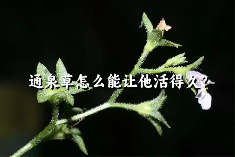 通泉草怎么能让他活得久？