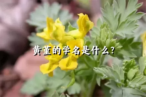 黄堇的学名是什么？