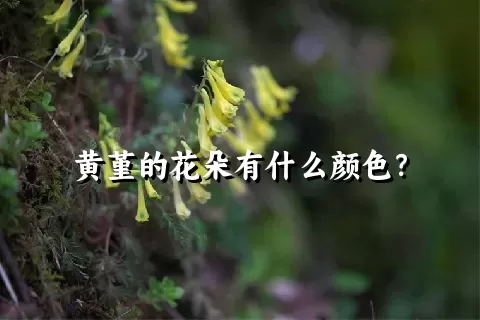 黄堇的花朵有什么颜色？