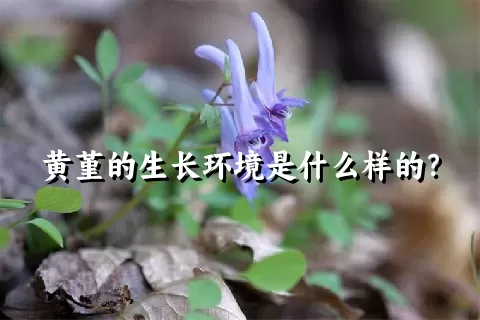 黄堇的生长环境是什么样的？