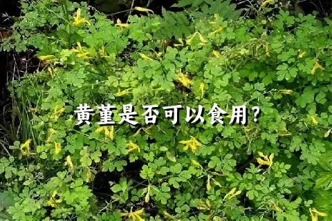 黄堇是否可以食用？
